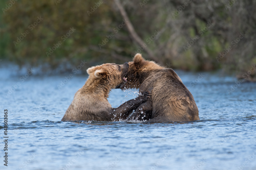 Fototapeta premium Two Alaskan brown bears playing