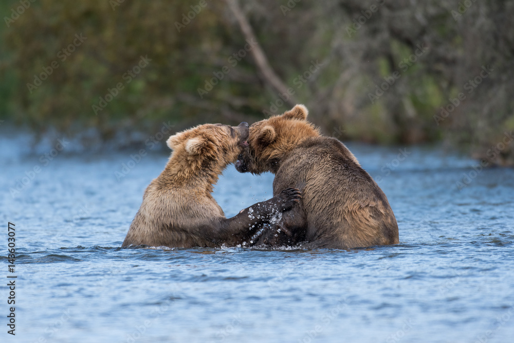 Obraz premium Two Alaskan brown bears playing