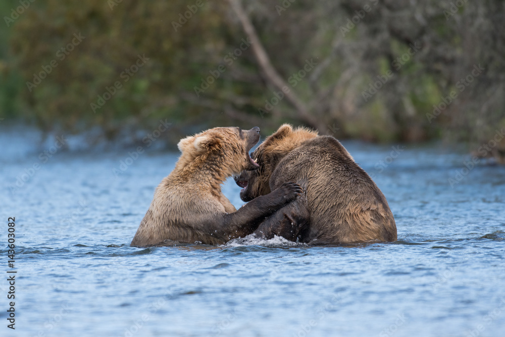 Fototapeta premium Two Alaskan brown bears playing