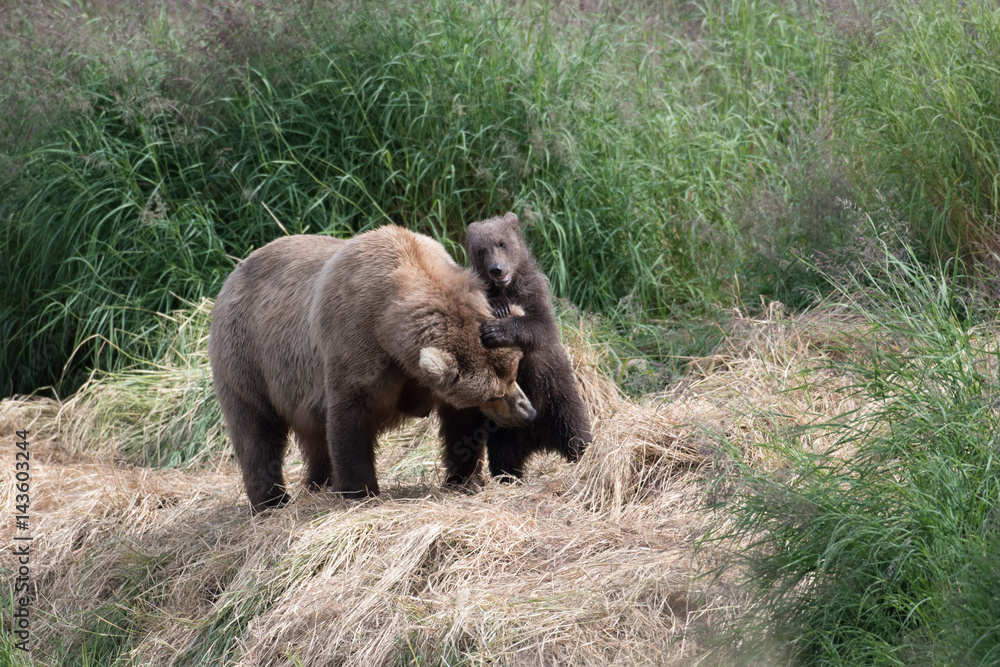 Alaskan brown bear cub and sow