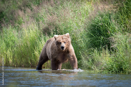 Alaskan brown bear in river