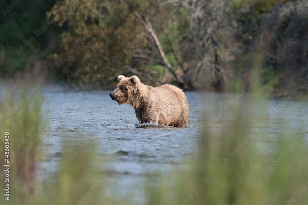 Obraz premium Large Alaskan brown bear wading through water