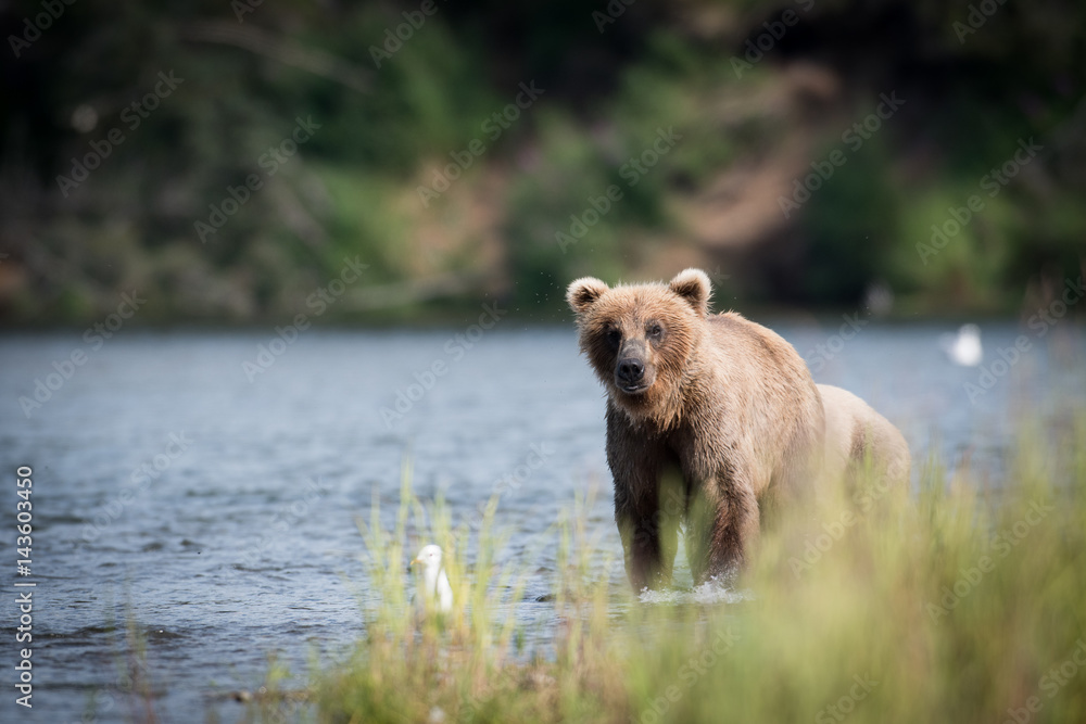 Large Alaskan brown bear wading through water Large Alaskan brown bear wading through water