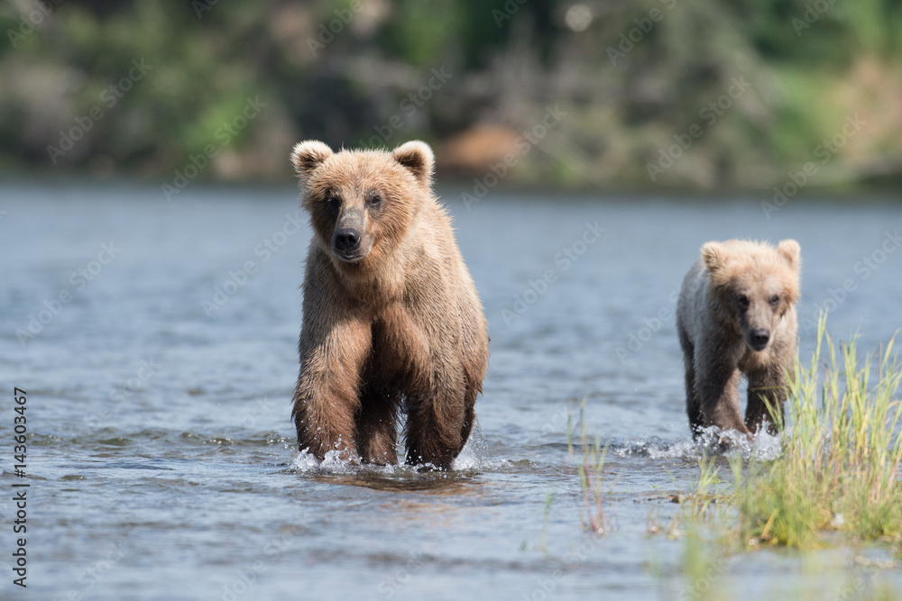 Fototapeta premium Alaskan brown bear sow and cub