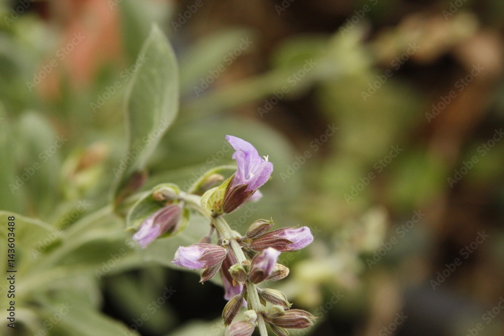 Salvia (Sage) flower