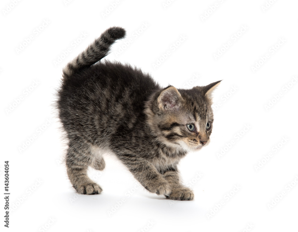 Cute tabby kitten on white