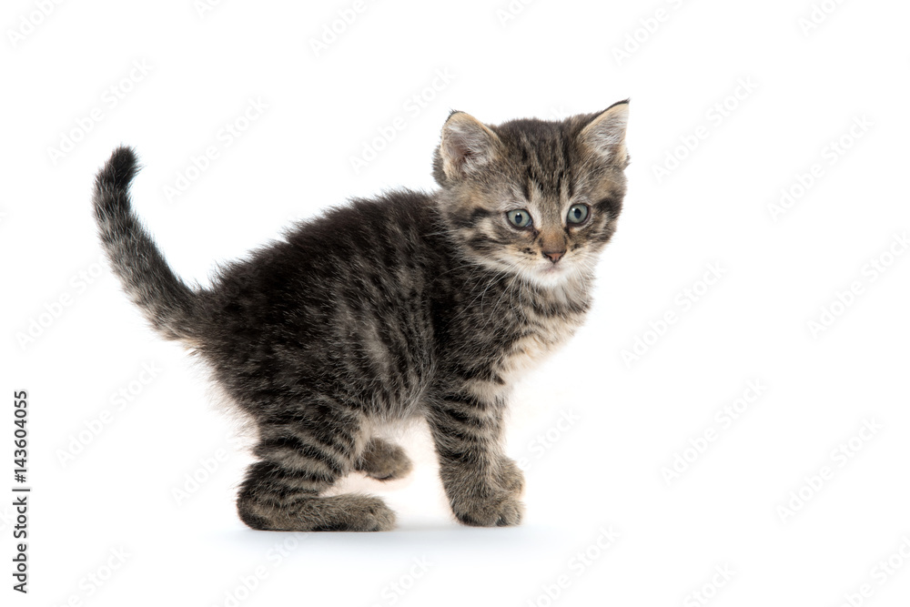 Obraz premium Cute tabby kitten on white