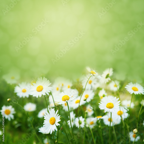 Beautiful summer meadow background with camomiles