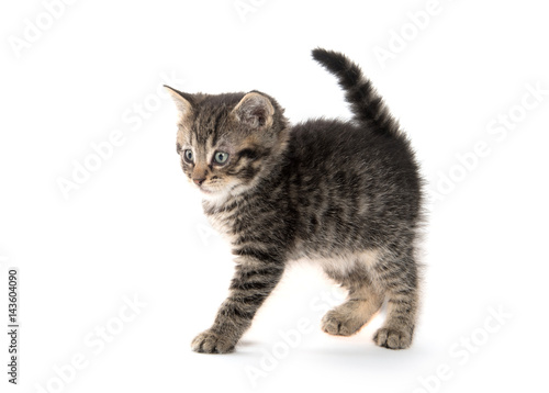 Scared kitten with arched back