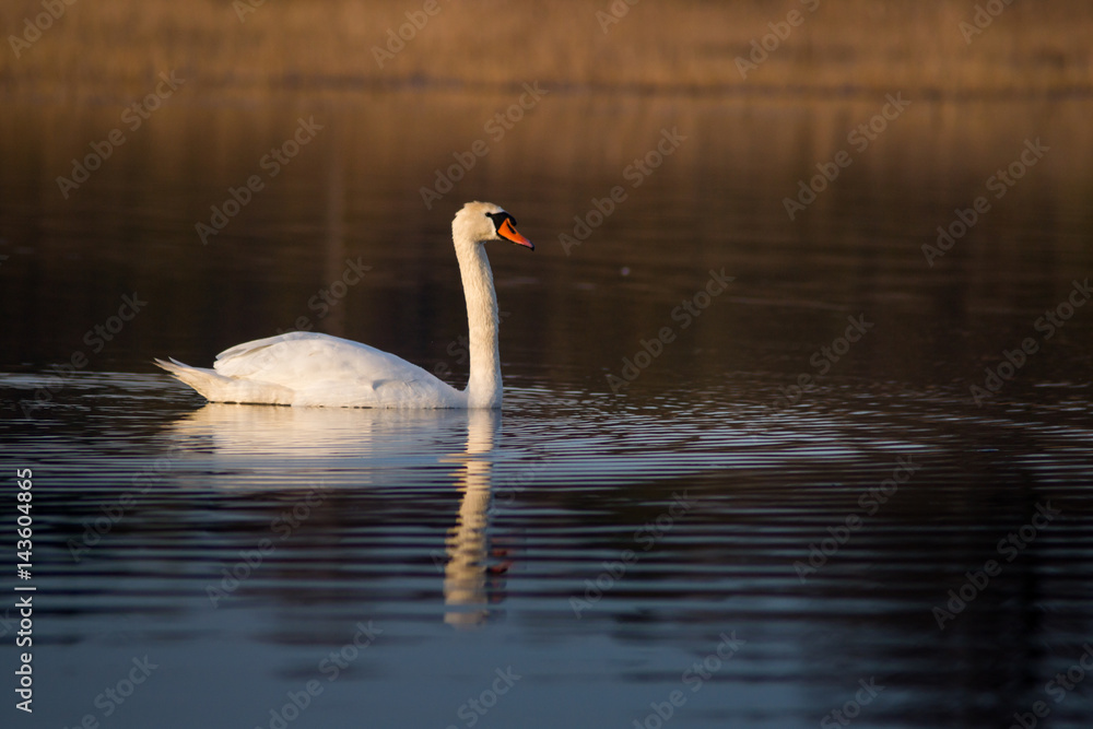 Fototapeta premium Cygnus olor. łabędź niemy na wodzie