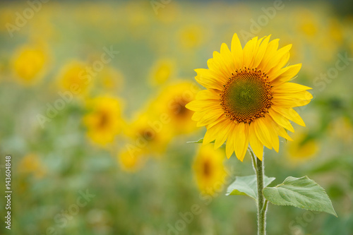 Closeup of a beutiful sunflower with flowers background.