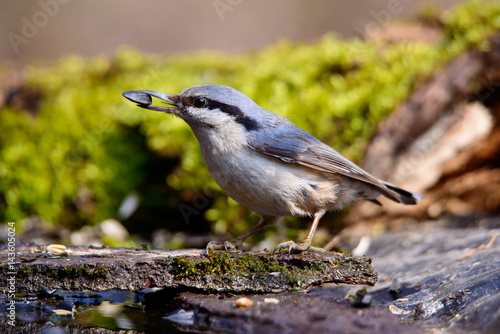 Beautiful Nuthatch perched on a tree stump photo