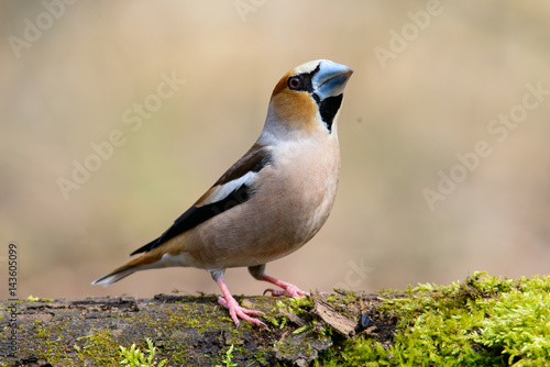 In Grosbeak sitting on a tree with green needles