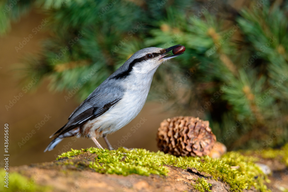Beautiful Nuthatch perched on a tree stump Beautiful Nuthatch perched on a tree stump