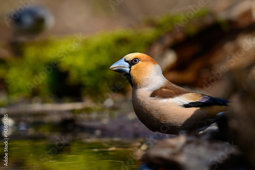 In Grosbeak sitting on a tree with green needles in early spring