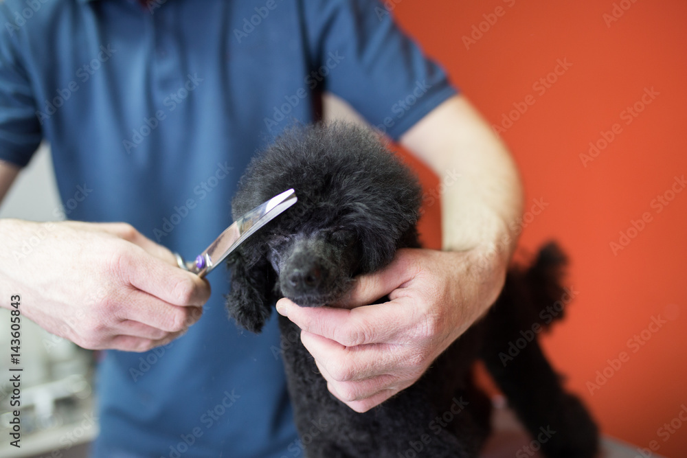 Male groomer combing black miniature poodle at grooming salon. Male groomer combing black miniature poodle at grooming salon.