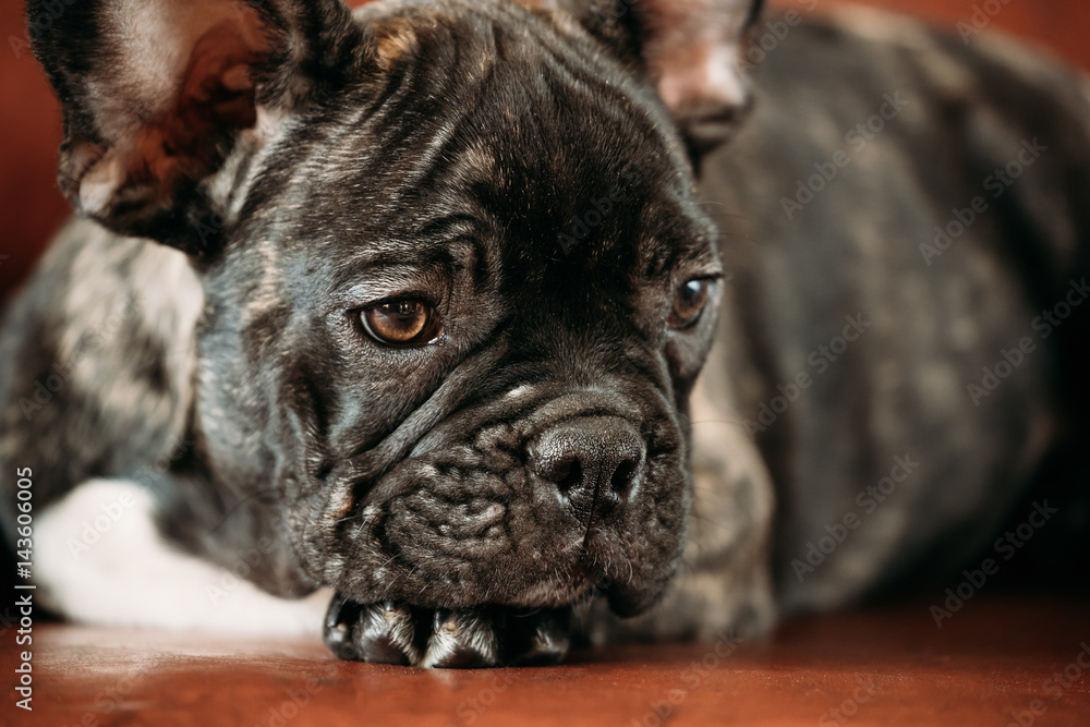 Close Up Potrait Of Young Black French Bulldog Dog Puppy