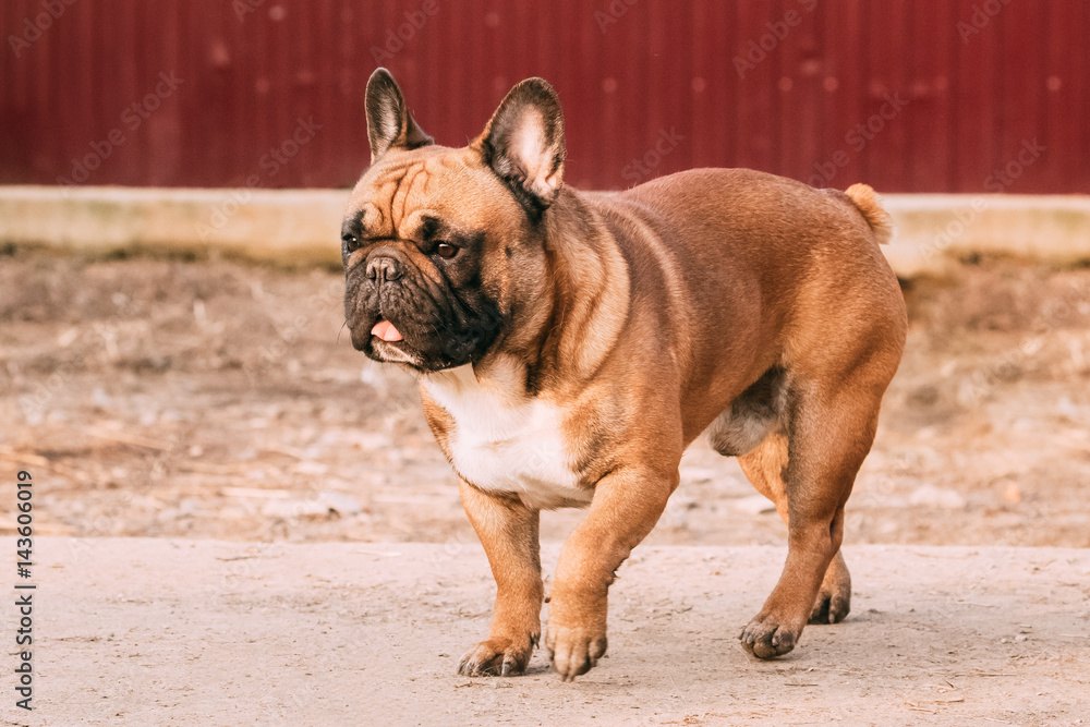 Adult Red French Bulldog Dog Walking Outdoor