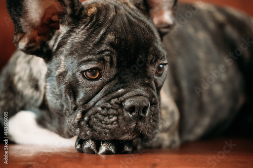 Close Up Potrait Of Young Black French Bulldog Dog Puppy © Grigory Bruev