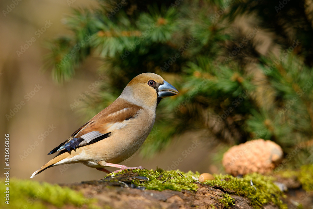 Fototapeta premium In the female Grosbeak sitting on a tree with green needles