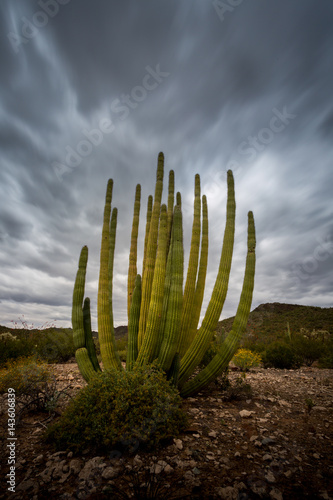 Organ Pipe Cactus National Monument Arizona © jon manjeot