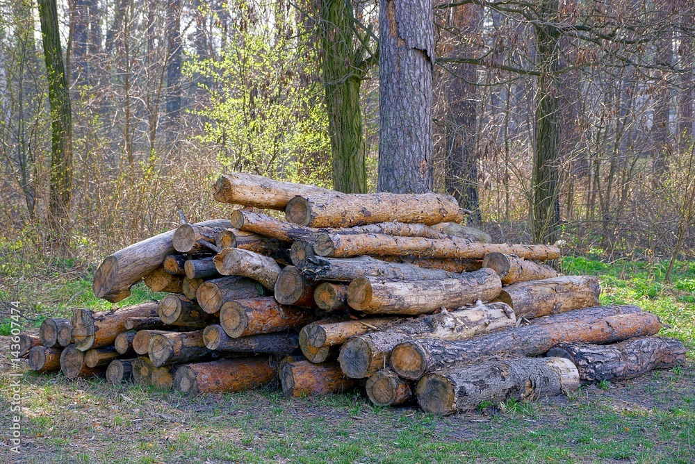Сосновые брёвна в весеннем лесу