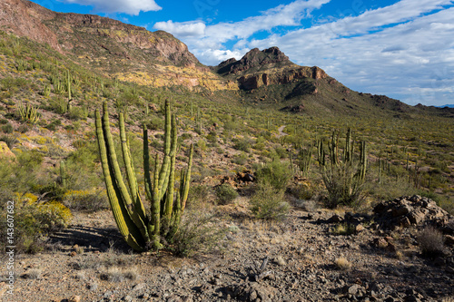 Organ Pipe Cactus National Monument Arizona