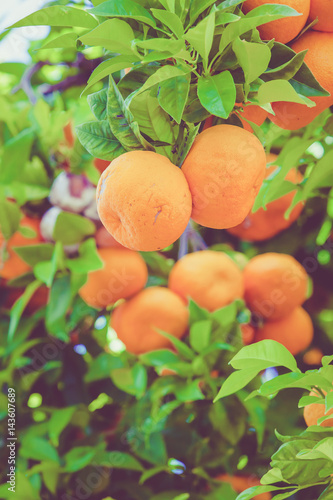 Ripe and fresh oranges. Orange garden. Vintage Retro Filter