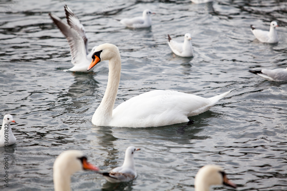 Swans on the lake in Zurich, Switzerland Swans on the lake in Zurich, Switzerland