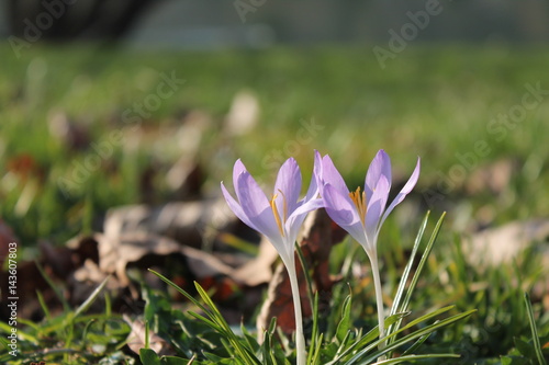 Krokus