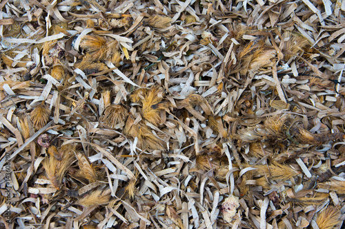 Texture with dead sea algae. 