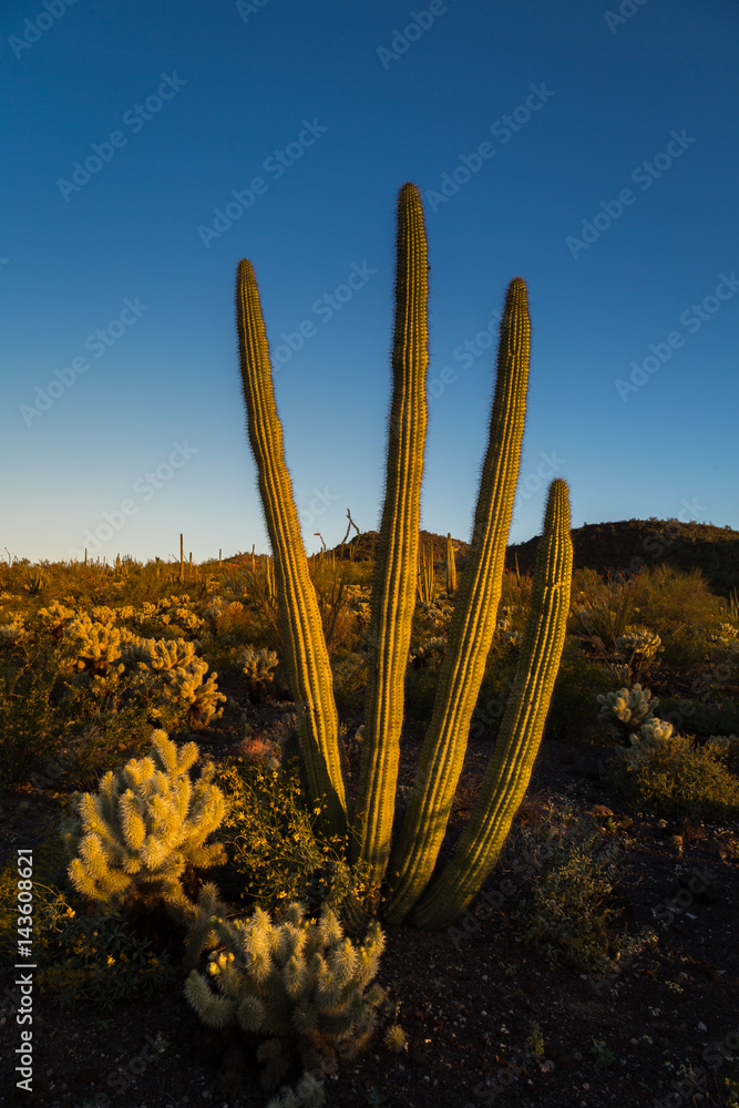 Organ Pipe Cactus National Monument Arizona