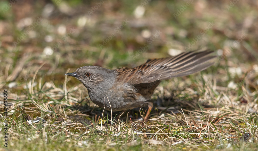 Obraz premium heckenbraunelle