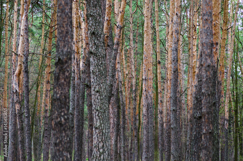 Pine tree trunks