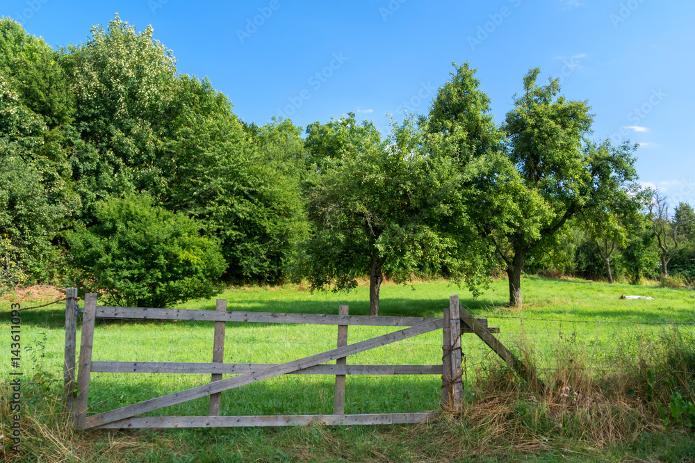 Orchard Behind The Fence and Gate Summertime