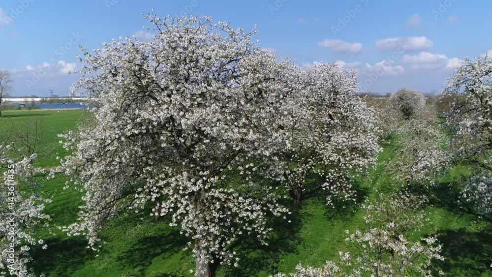 Aerial flying over fruit orchard showing cherry trees beautiful white blossom in wide branches of tree drone moving backwards slowly away from white flowered crown of tree blue-sky background 4k Aerial flying over fruit orchard showing cherry trees beautiful white blossom in wide branches of tree drone moving backwards slowly away from white flowered crown of tree blue-sky background 4k