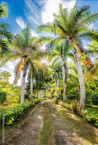 Tropical alley