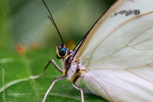 White Morpho butterfly resting on some green vegetation.