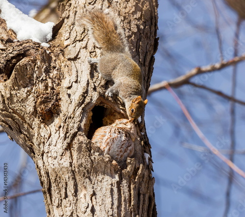 Obraz na płótnie Eastern grey squirrel and eastern red screech owl in close proximity on a tree in a national park in Quebec. These are natural enemies and is rare to see them living on the same tree. w salonie