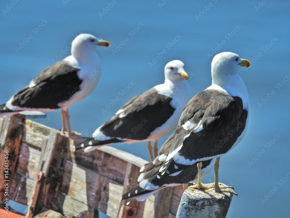 Obraz premium 3 Birds