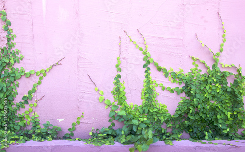 Fényképezés Green Creeper Plant on the Wall