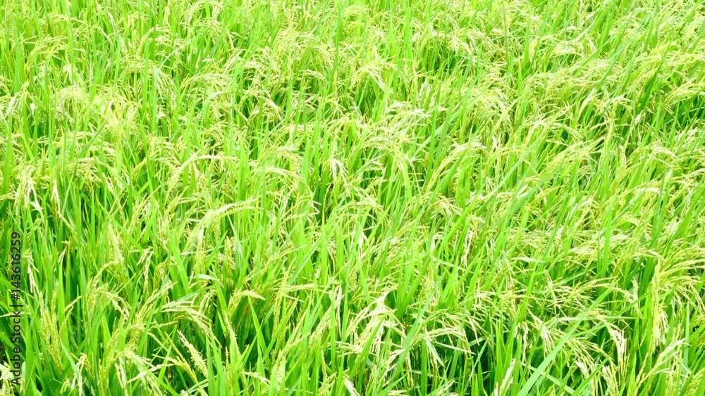 Green rice field natural background. Green rice field natural background.