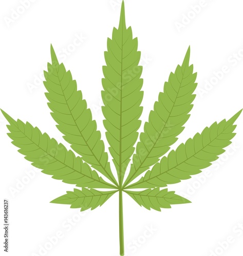 isolated marijuana leaf