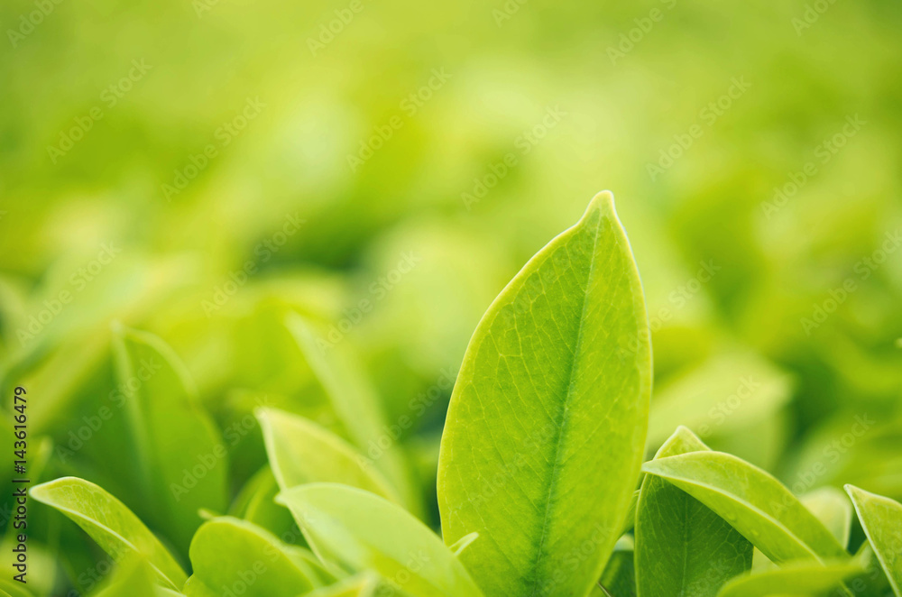 Obraz premium Closeup green leaf in garden under sunlight. Natural green plants using as a background