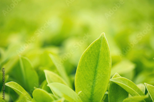 Closeup  green leaf in garden under sunlight. Natural green plants  using as a background