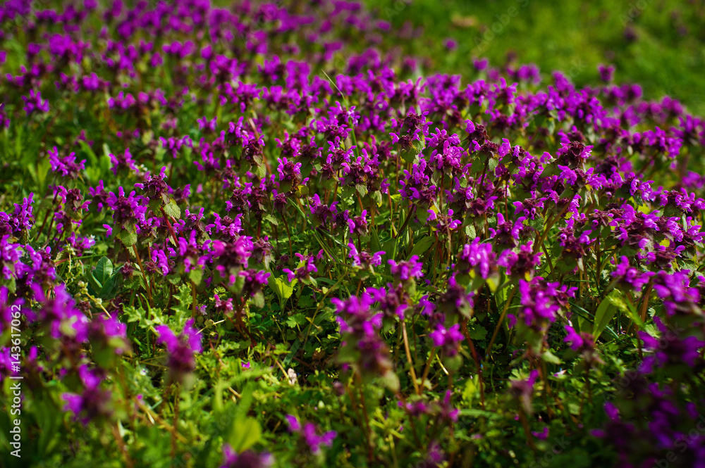 Nature Colorful Natural Blurred Background. Bokeh, Boke Wild Flowers With Sunlight Colors Absract Background