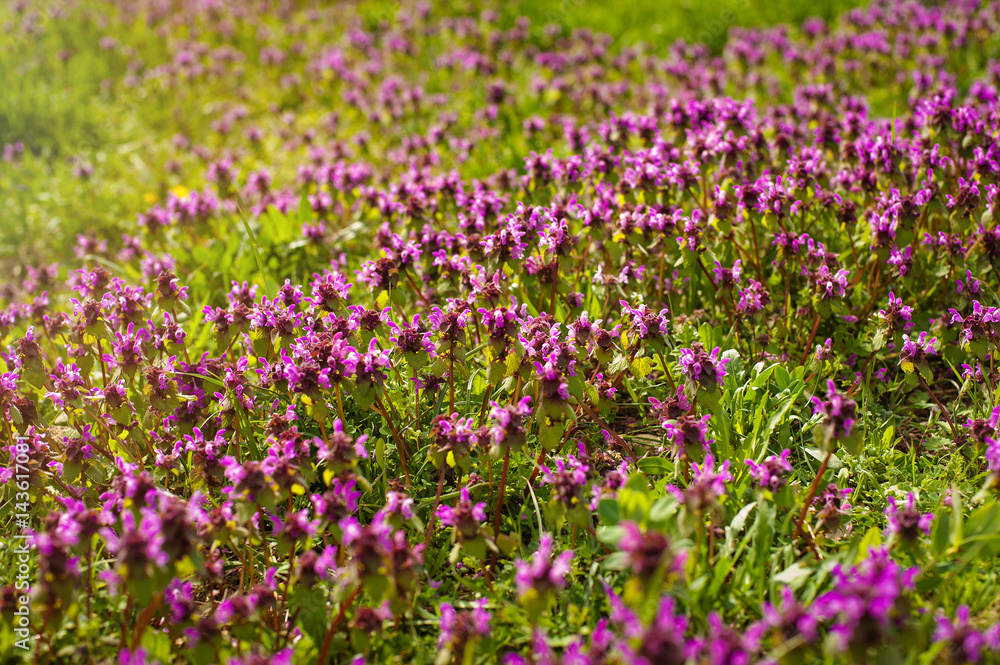 Wild thyme Thymus serpyllum . A dense group of purple flowers of this aromatic herb in the family Lamiaceae