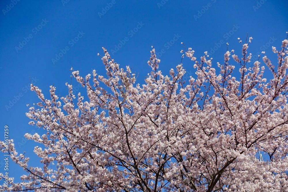 桜