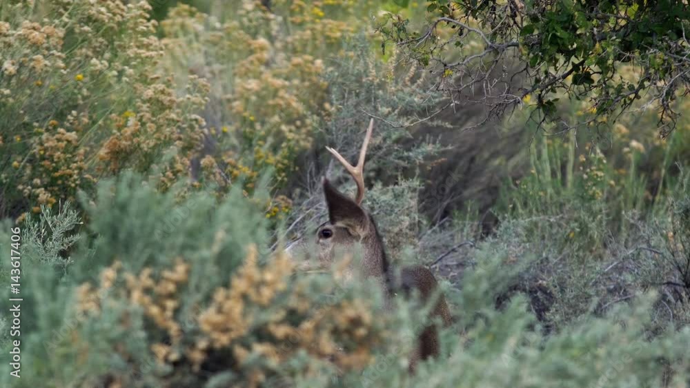 Mule Deer Buck grazing in the bushes in Zion National Park Mule Deer Buck grazing in the bushes in Zion National Park