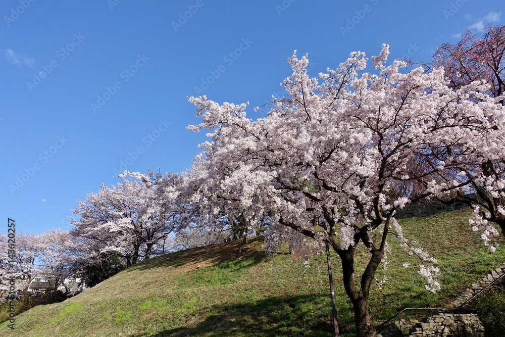 桜